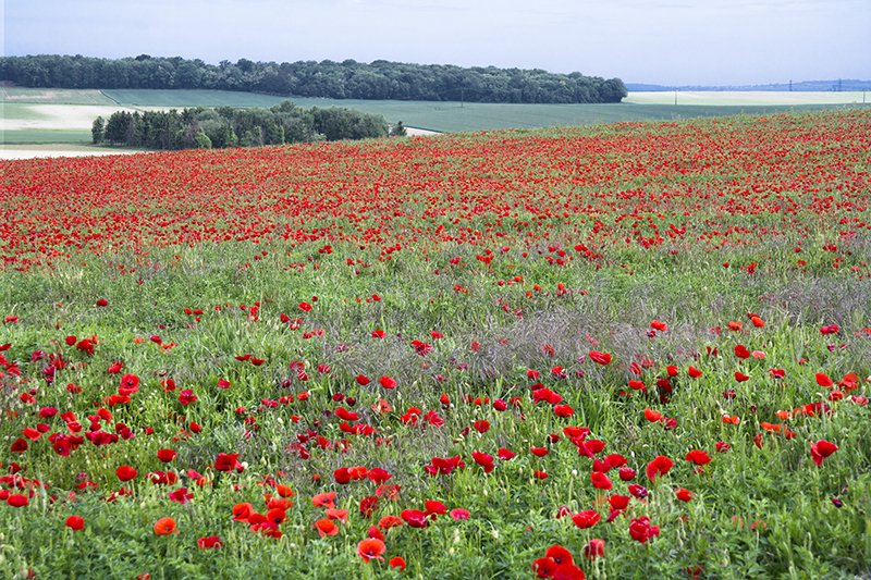 Tour Loire 05 - 201520150522_05226029 Kopie.jpg - Unendliche Klatschmohnfelder auf der Weiterfahrt